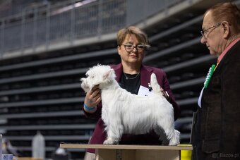 west highland white terrier - 7