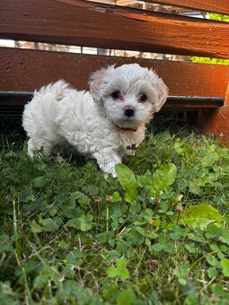Szczeniaki maltipoo maltańczyk chłopcy - 7