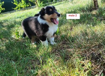 Owczarek szkocki collie FCI - szczeniak - 7