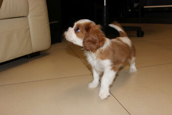 Cavalier King Charles Spaniel-szczeniaczek ZKwP - 7