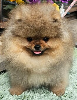 Szpic miniaturowy pomeranian piękne szczenięta. - 7