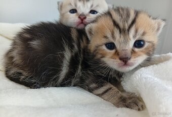 Cudowne Kocie Maleństwa Szkockie Szynszyle - 7
