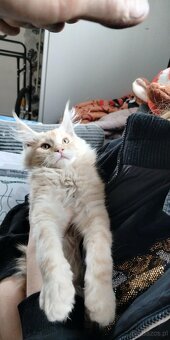 Maine Coon kocięta - 7