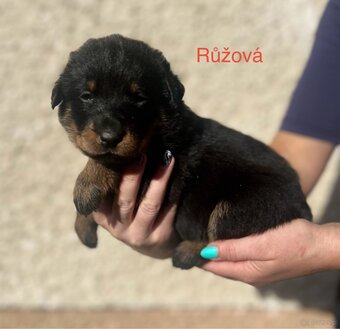Beauceron - 7