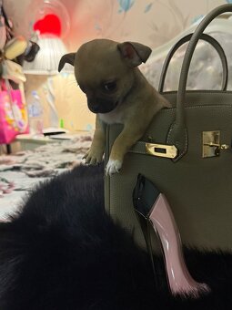 Szczeniaki rasy chihuahua - 7