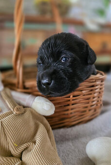Labrador czarne ZKwP (FCI) szczenięta po Championie, suczki - 7
