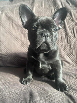 Buldog francuski - 7