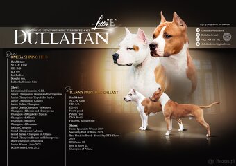 Szczenięta Amstaff - 7