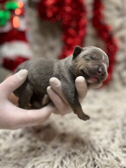 American bully XL s PP - 7