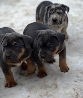 American bully XL s PP - 7