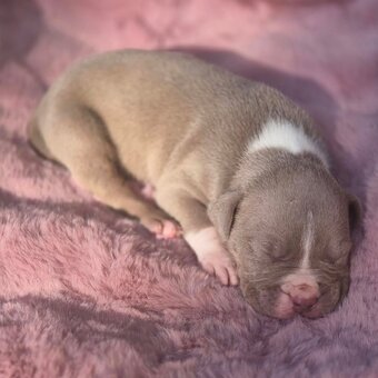 American Bully Xl - 7