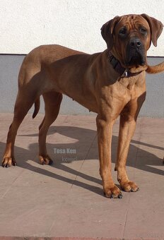 Tosa inu - szczenięta s PP - 7