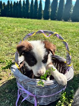 Brązowo biała Suczka - 7