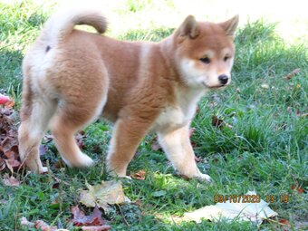 Dwoje szczeniąt Shiba Inu ur.07.08.2026r. - 7