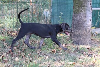 Loisiana Catahoula s pp Słowacja - 7