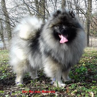 Wilczy szpic / Keeshond polecam rodowodowe szczenieta - 7