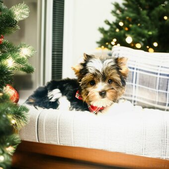 York Biewer - cudeńko - możliwy legalny wyjazd z Kraju. - 7