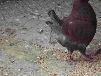 sprzedam gołębie - 7