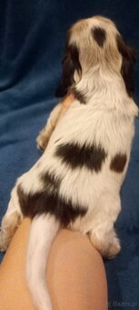 Cocker spaniel angielski - 7