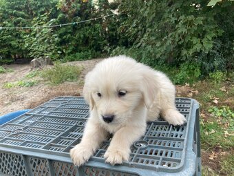 Golden Retriever - 7