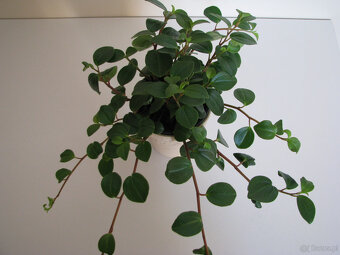 Mulenbekia – piękna zdrowa roślinka ozdobna - 7