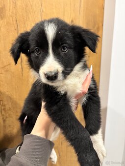 Czarno biała suczka Border collie - 7