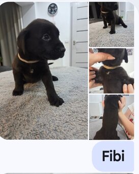 Oddam za darmo w dobre ręce - 7