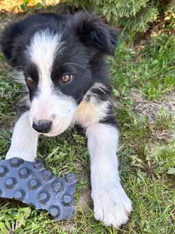 Piesek border collie czarno biały - 7