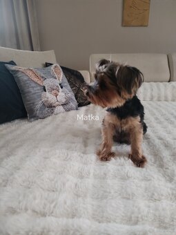 Yorkshire terrier suczka - 7