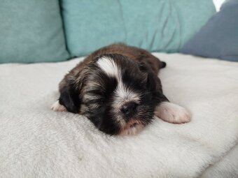 Pies rasy Shih Tzu z rodowodem - 7