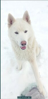 Siberian Husky ZKwP FCI suczka - 7
