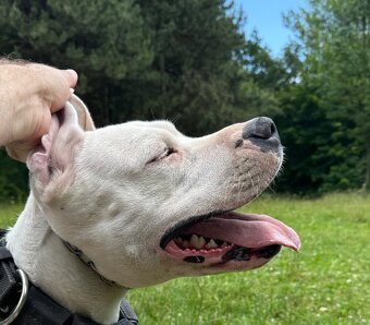 Dog Argentyński z PP, szczenięta dogo argentino REZERWACJE - 7