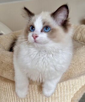 Ragdoll - uroczy Waldi - 7