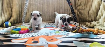 Jack Russell terrier - 7