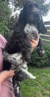 Cocker spaniel angielski - 7