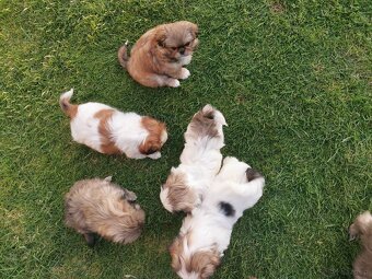 Pekińczyk Pekińczyki Nie Shih Tzu - 7