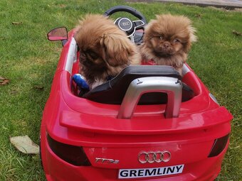 Pekińczyk Pekińczyki Nie Shih Tzu - 7