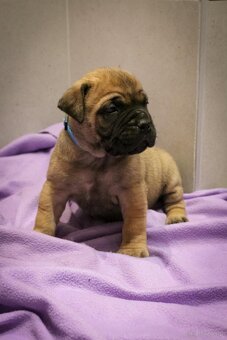 Bullmastiff - 7