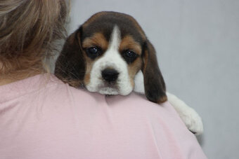 Beagle szczeniaczki ZKwP FCI po Championach - 7
