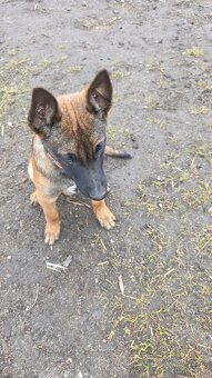 Owczarek belgijski - 7