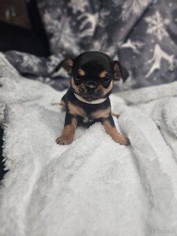 Dziewczynka chihuahua - 7