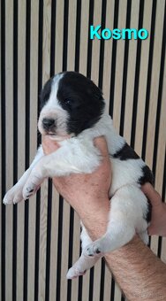 Owczarek środkowoazjatycki ... szczenięta FCI - 7