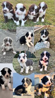 Szczeniaki border collie - 7