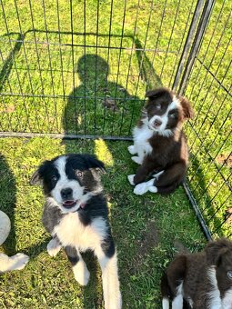 Puppies border collie - 7