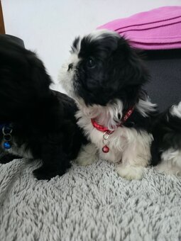 Pieski rasy Shih- tzu - 7
