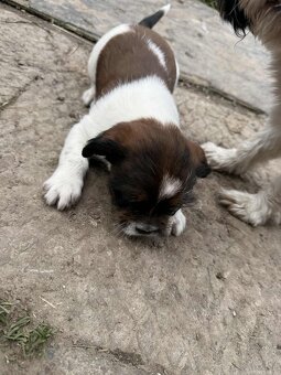 Szczeniaki shih tzu - 7