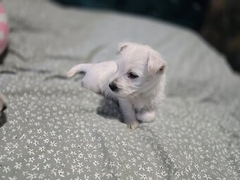 West Highland White Terrier-szczeniaki - 7