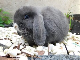 Niebieskie baranki mini lop - 7