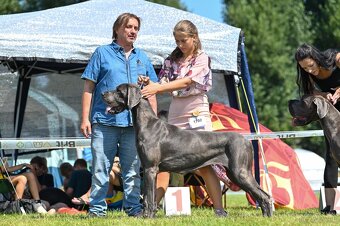 Niebieski dog niemiecki 💙🐾 o doskonałym rodowodzie - 7