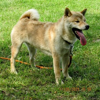 Shiba Inu, dziesięciomiesięczny, czerwony piesek - 7